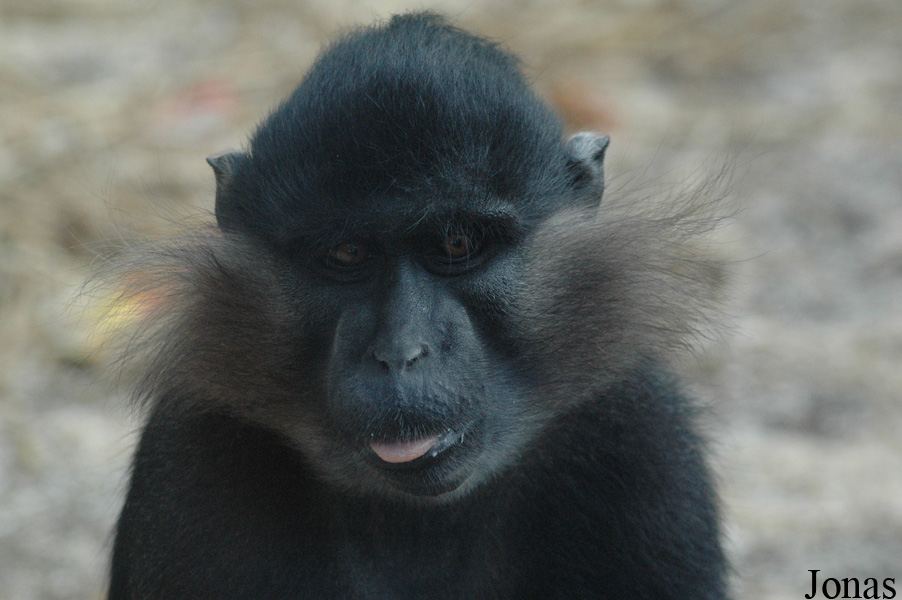 Lophocebus aterrimus