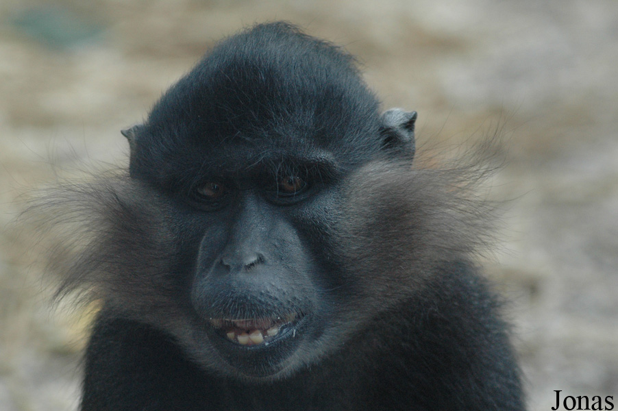 Lophocebus aterrimus