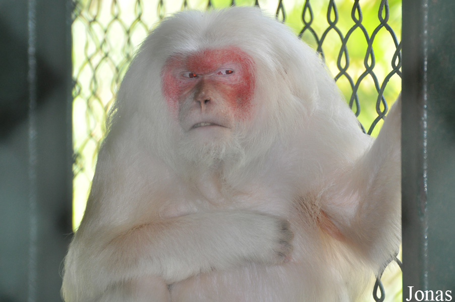 Macaca arctoides