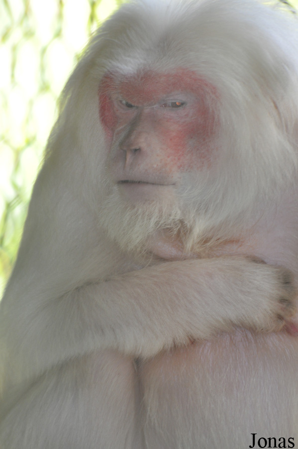 Macaca arctoides