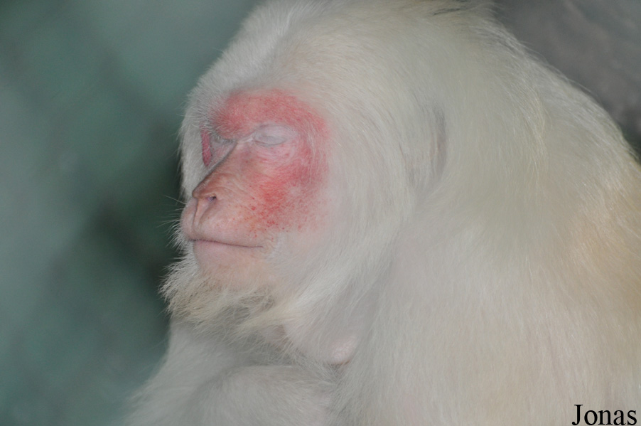 Macaca arctoides