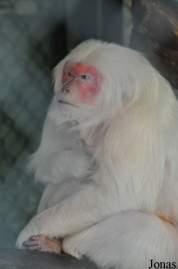 Macaca arctoides