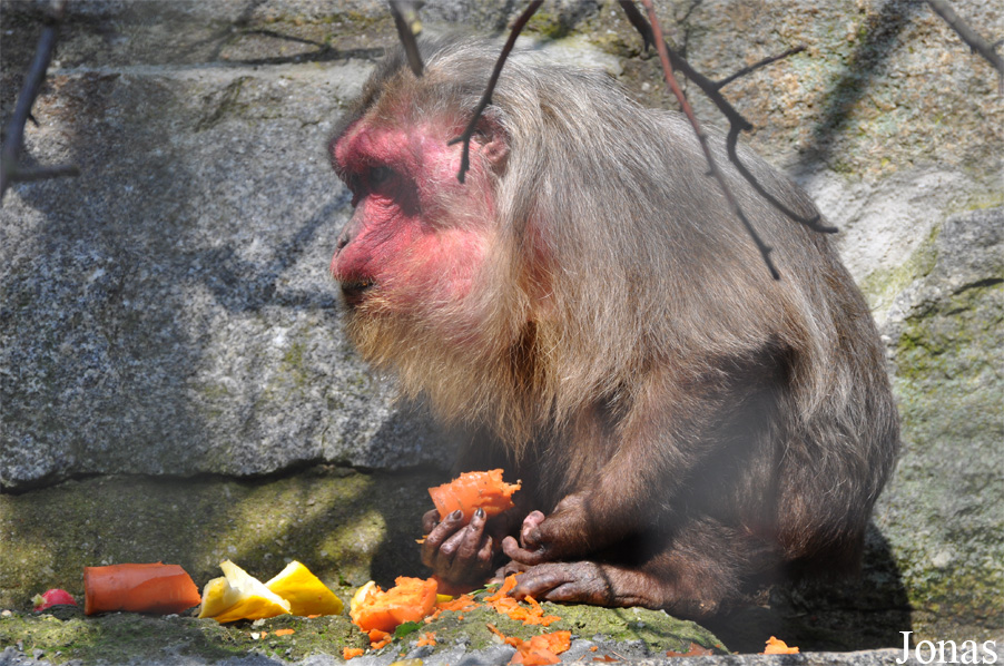 Macaca arctoides