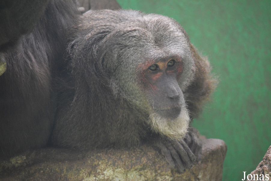 Macaca arctoides