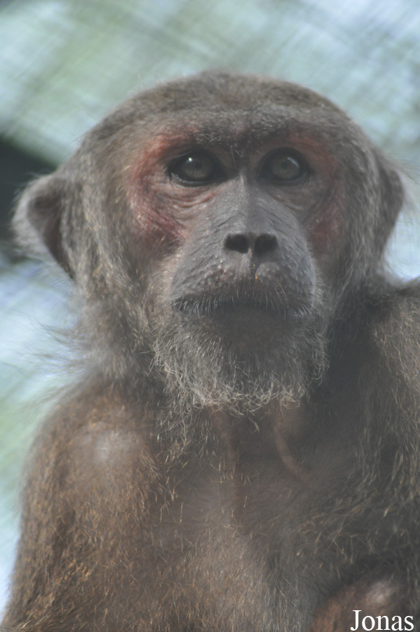 Macaca arctoides