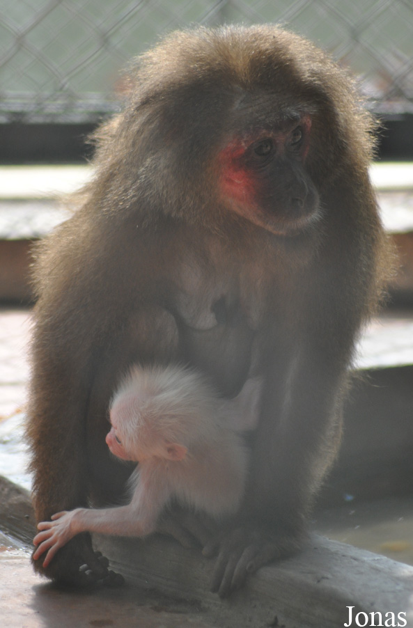 Macaca arctoides