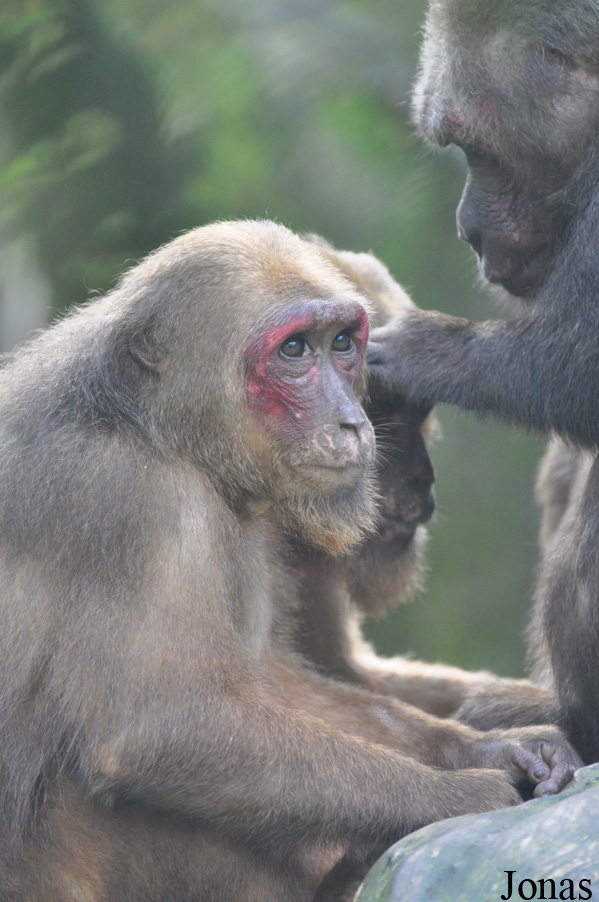 Macaca arctoides