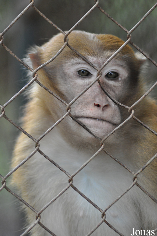 Macaca assamensis