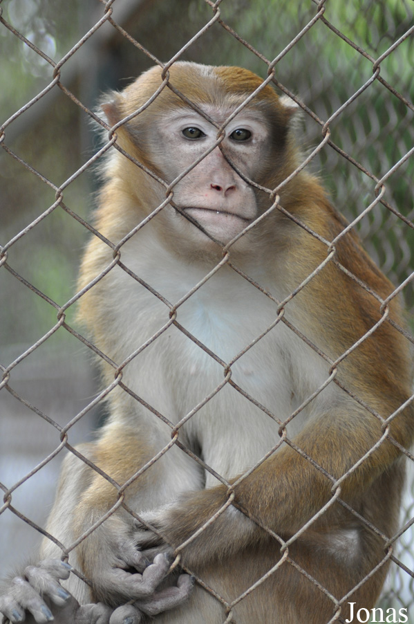 Macaca assamensis