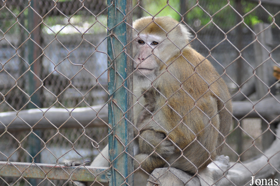 Macaca assamensis