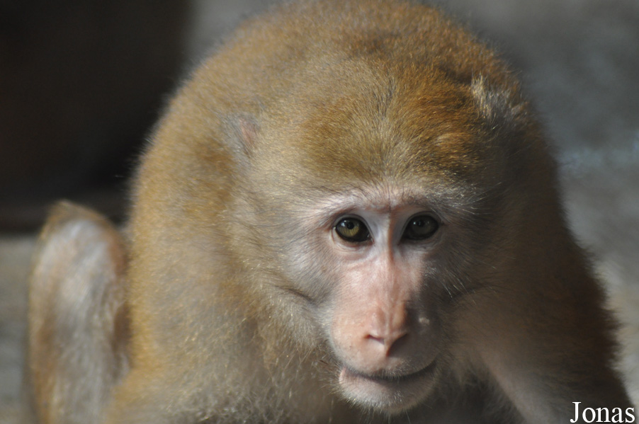 Macaca assamensis