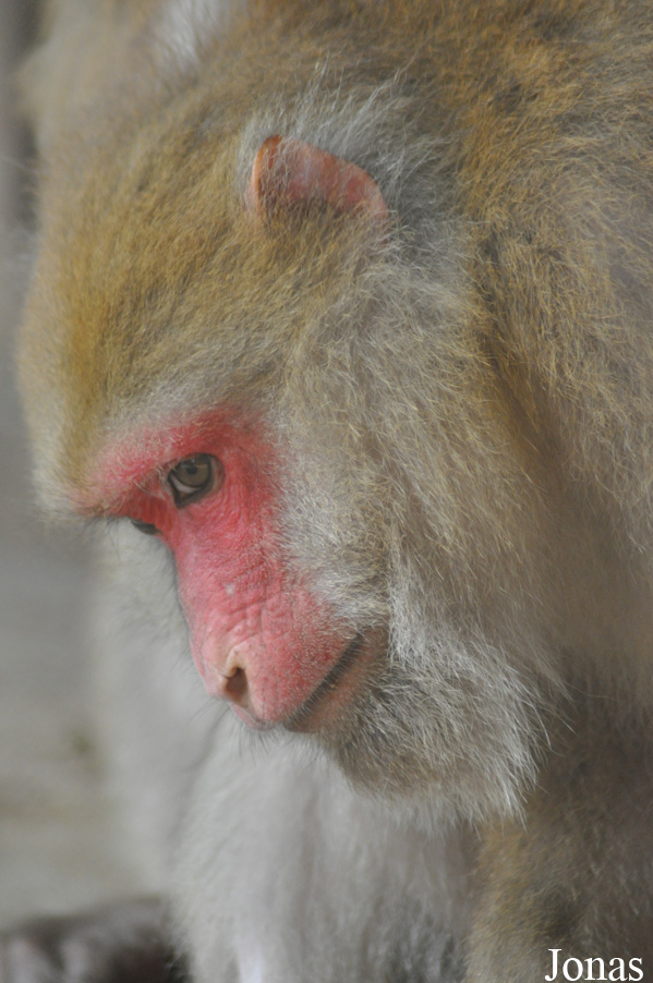 Macaca assamensis