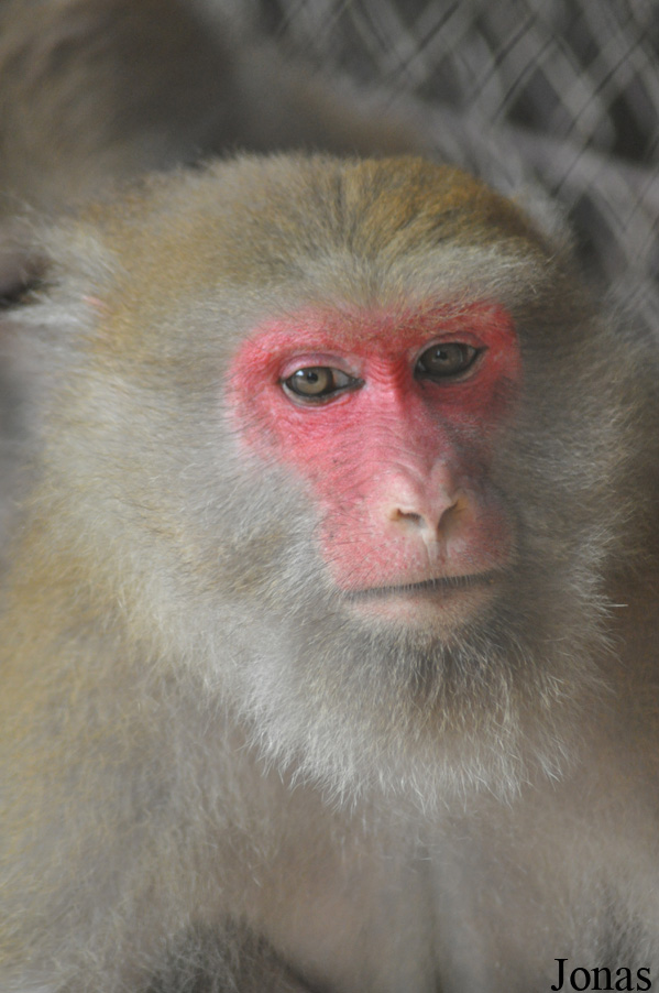Macaca assamensis