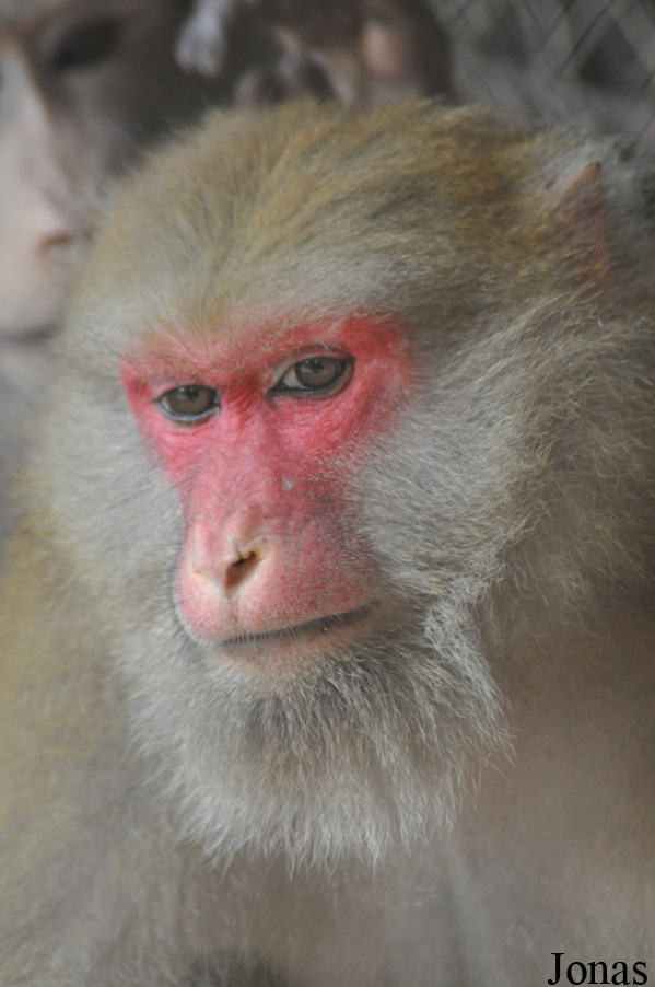 Macaca assamensis