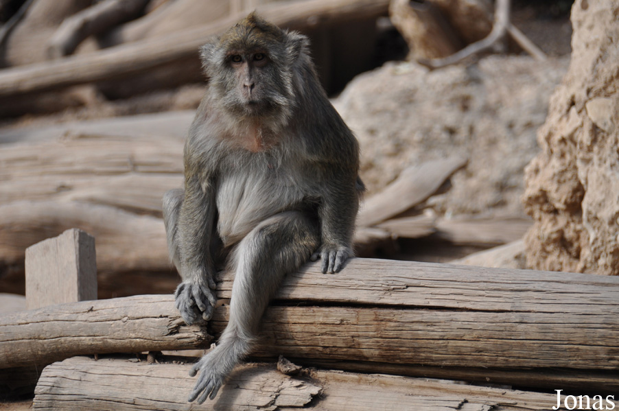Macaca fascicularis