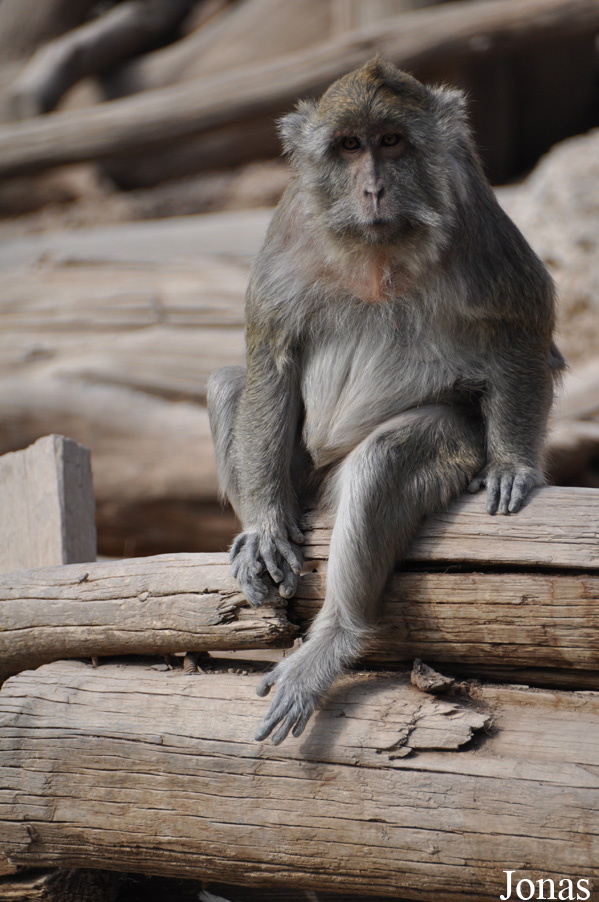 Macaca fascicularis