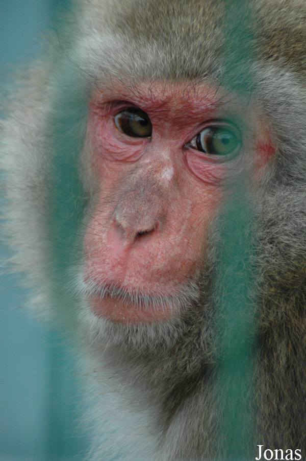 Macaca fuscata