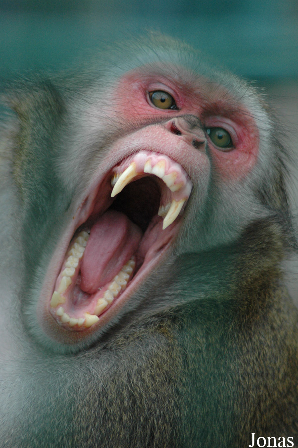 Macaca fuscata