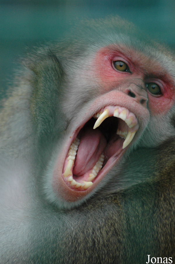 Macaca fuscata