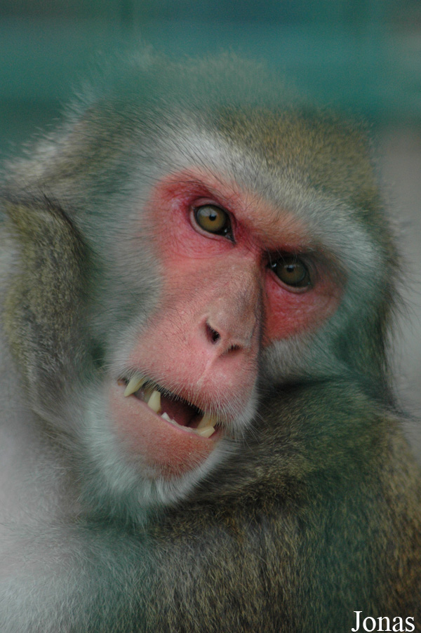 Macaca fuscata