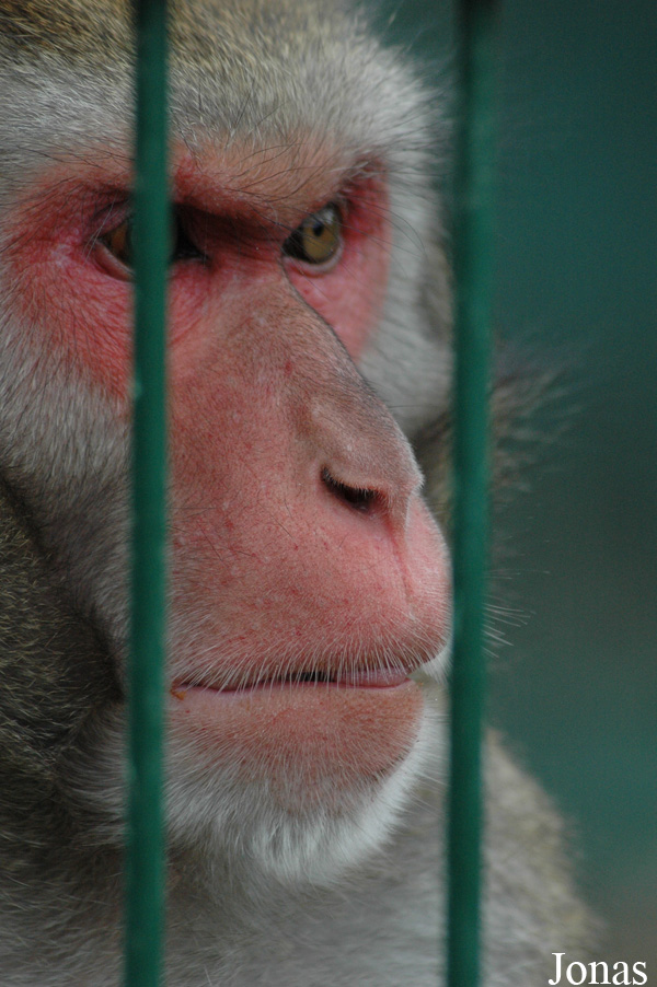 Macaca fuscata