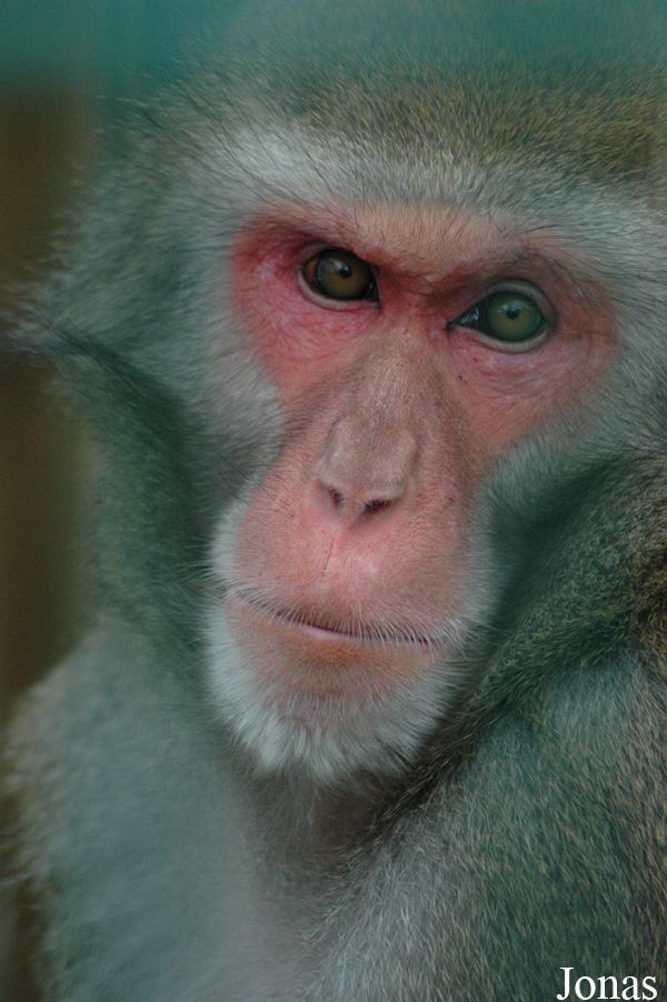 Macaca fuscata