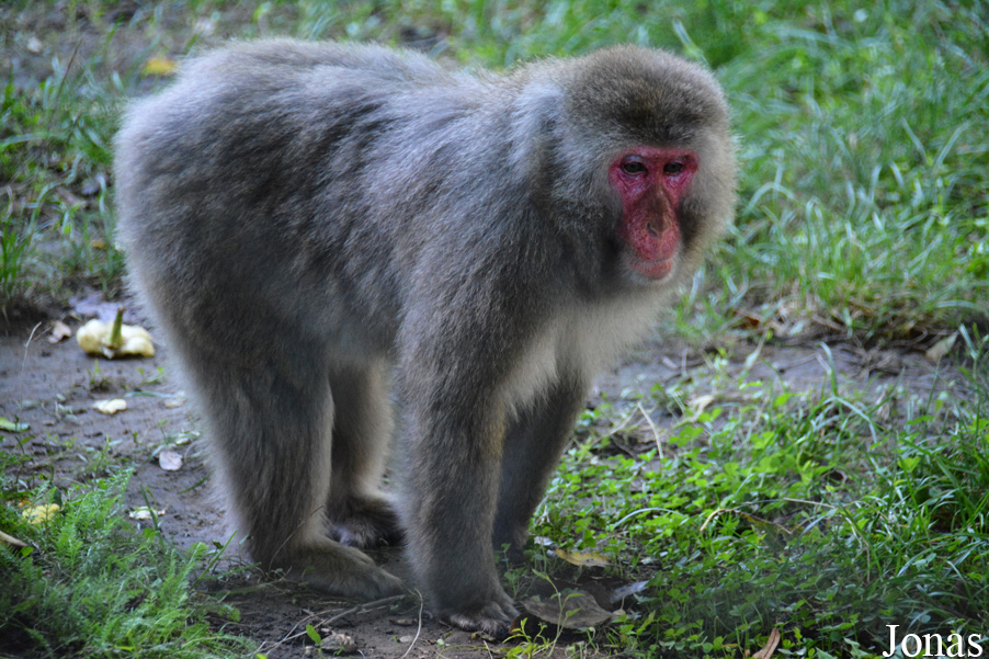 Macaca fuscata
