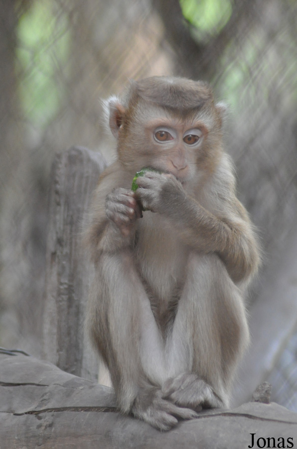 Macaca leonina