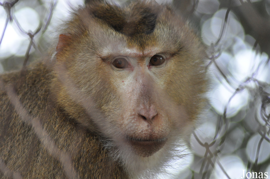 Macaca leonina