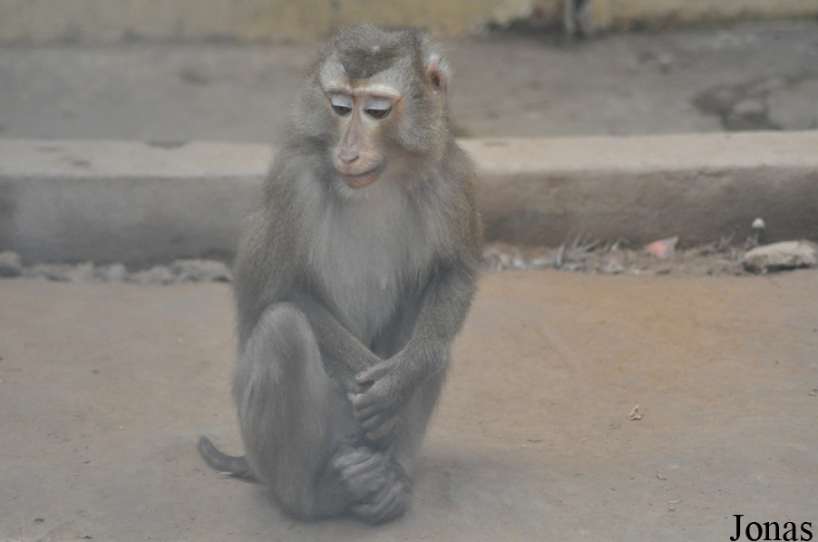 Macaca leonina