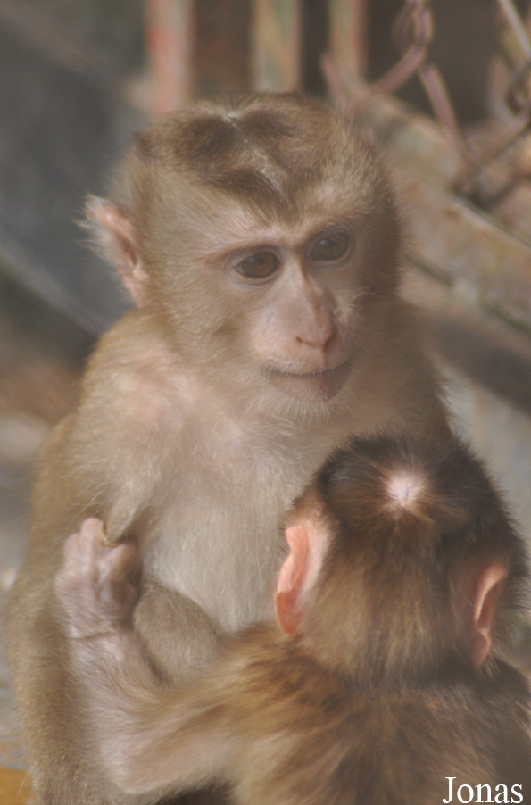 Macaca leonina