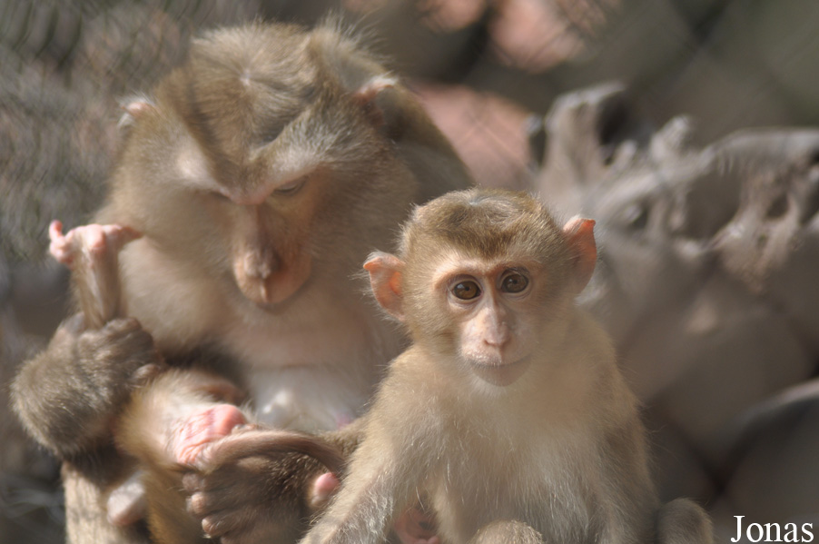 Macaca leonina