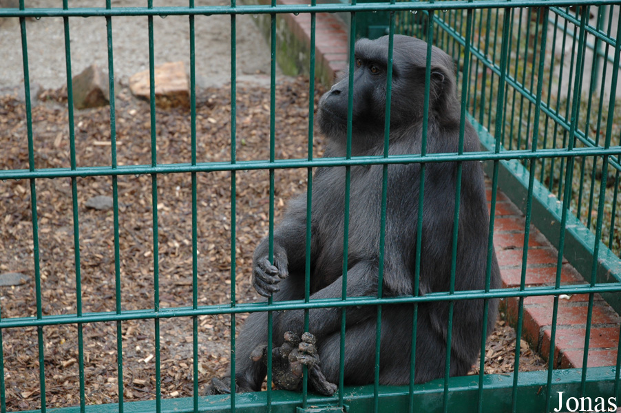 Macaca maura