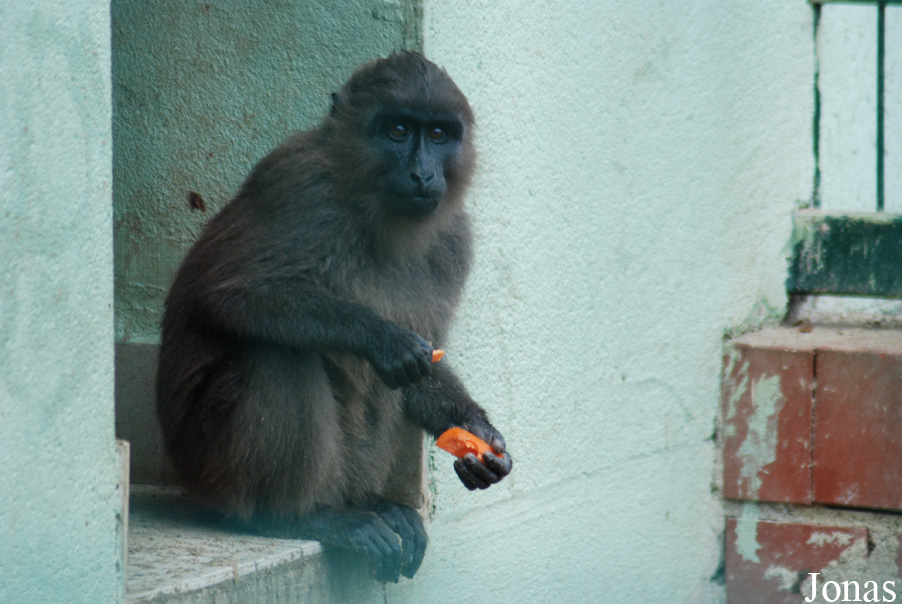 Macaca maura