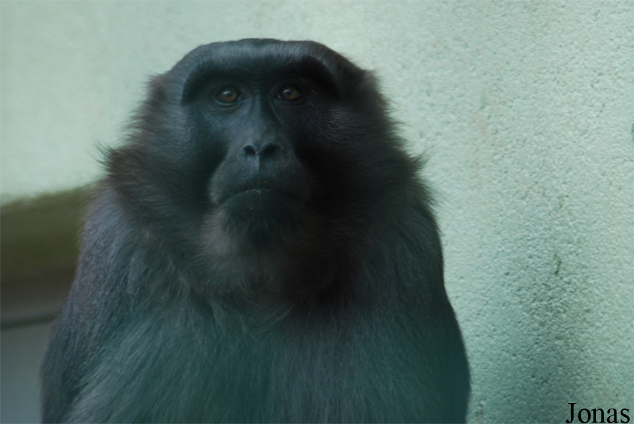 Macaca maura