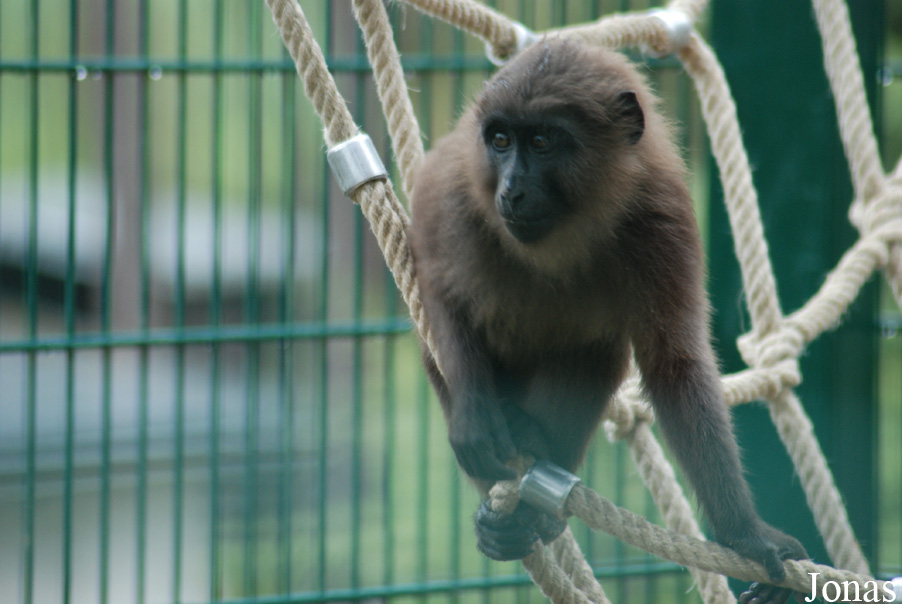 Macaca maura