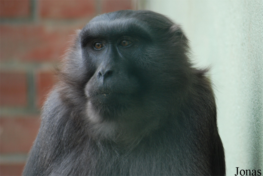 Macaca maura