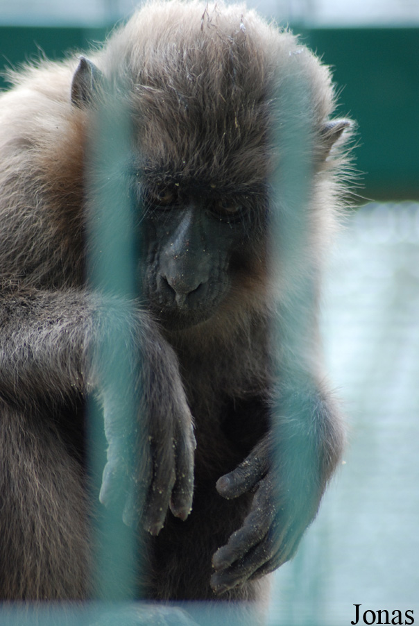 Macaca maura