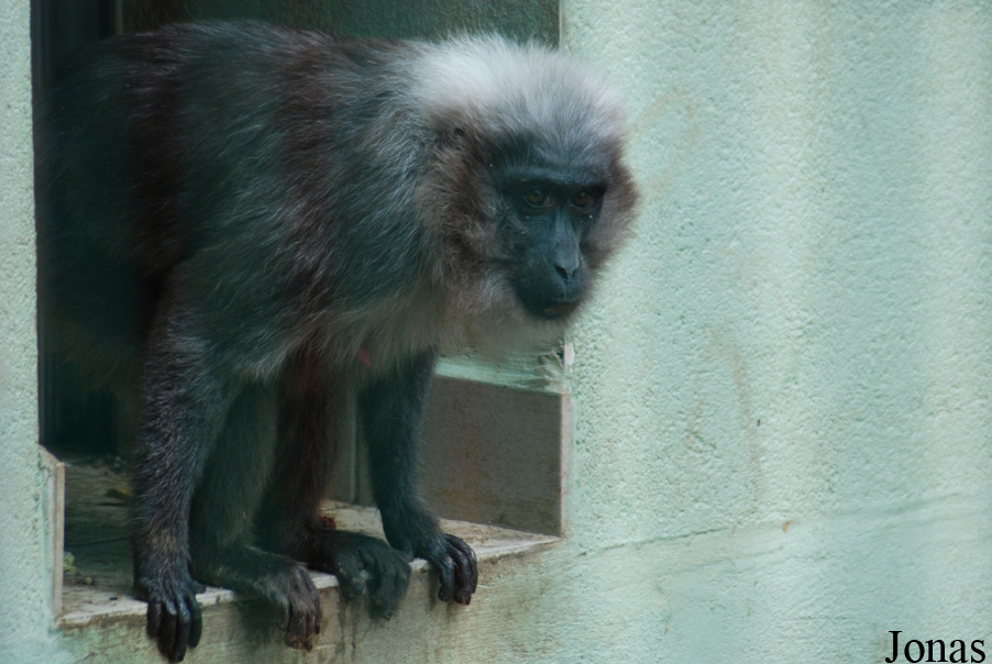 Macaca maura