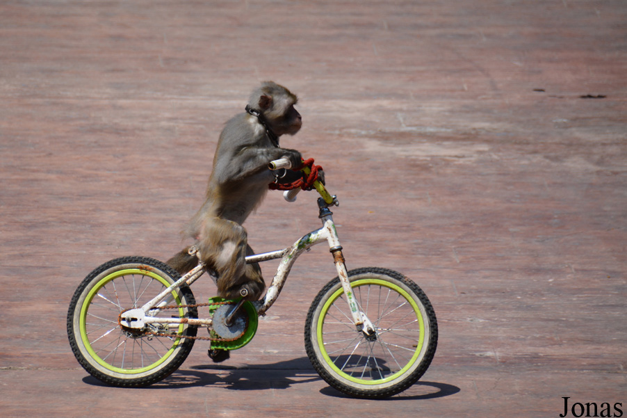 Macaca mulatta