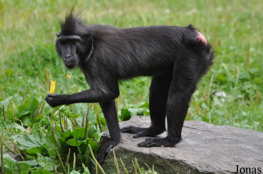 Черная макака. Macaca nigra. Лютипон макака. Горбатая макака.