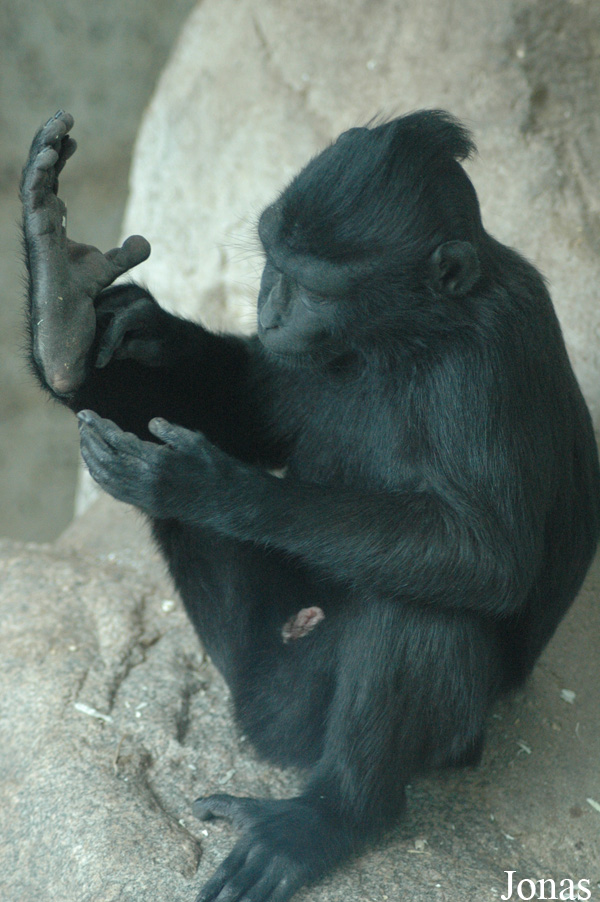 Macaca nigra