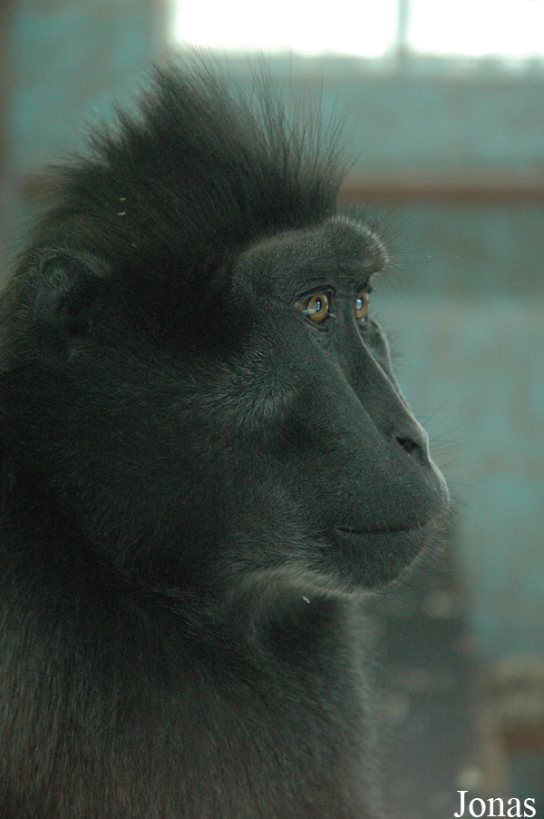 Macaca nigra