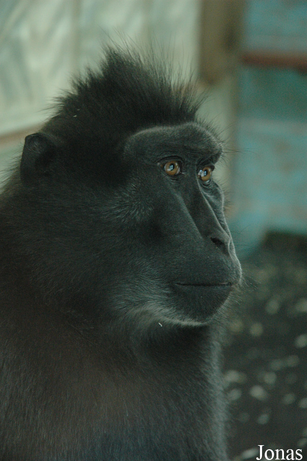 Macaca nigra
