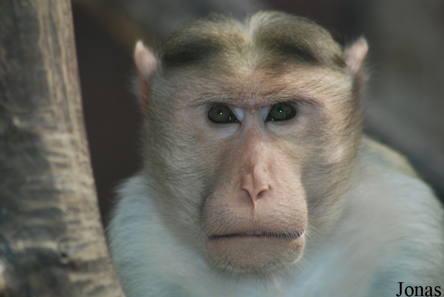 Macaca radiata