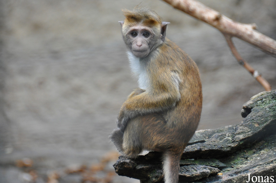 Macaca sinica