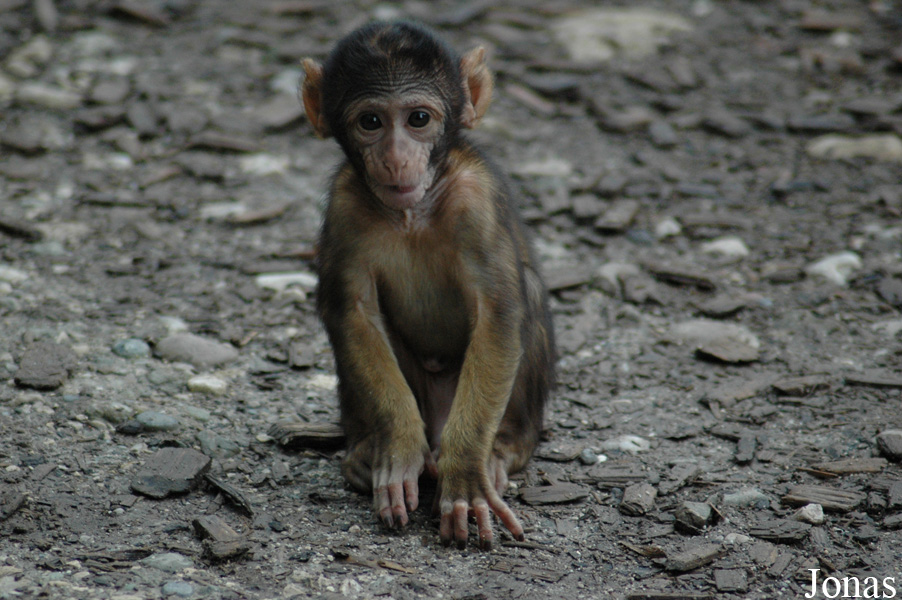 Macaca sylvanus