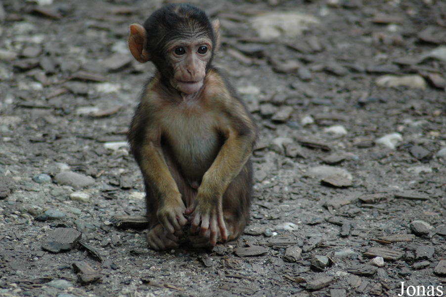 Macaca sylvanus