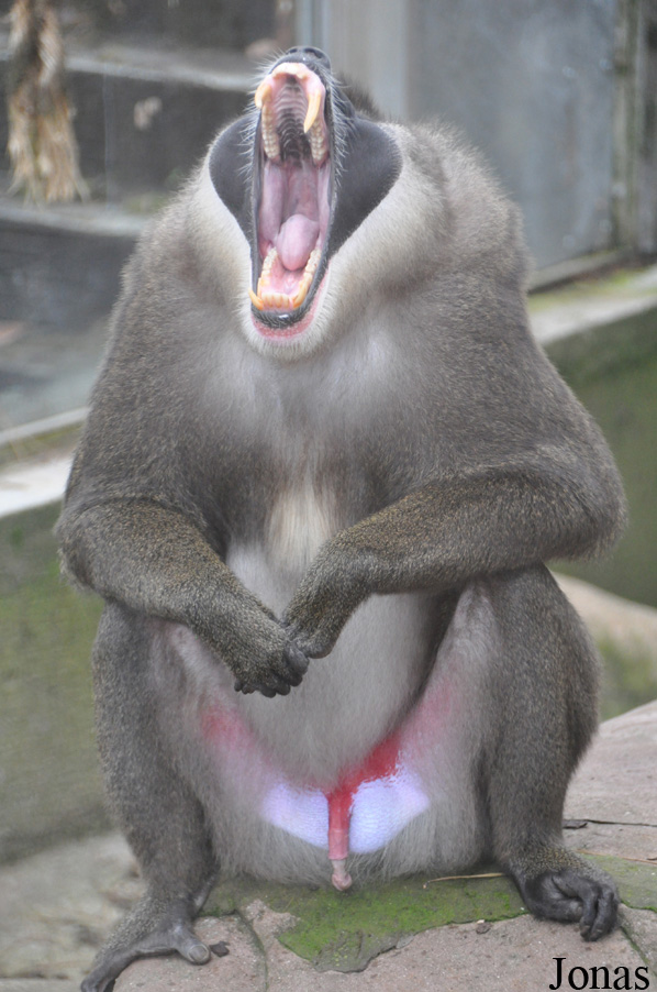 Mandrillus leucophaeus