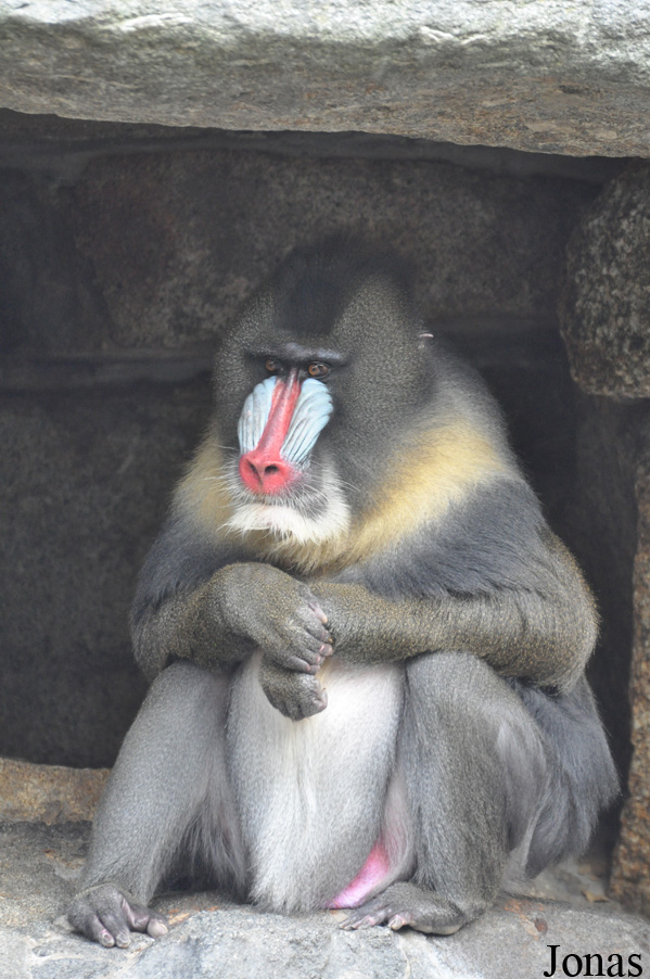 Mandrillus sphinx